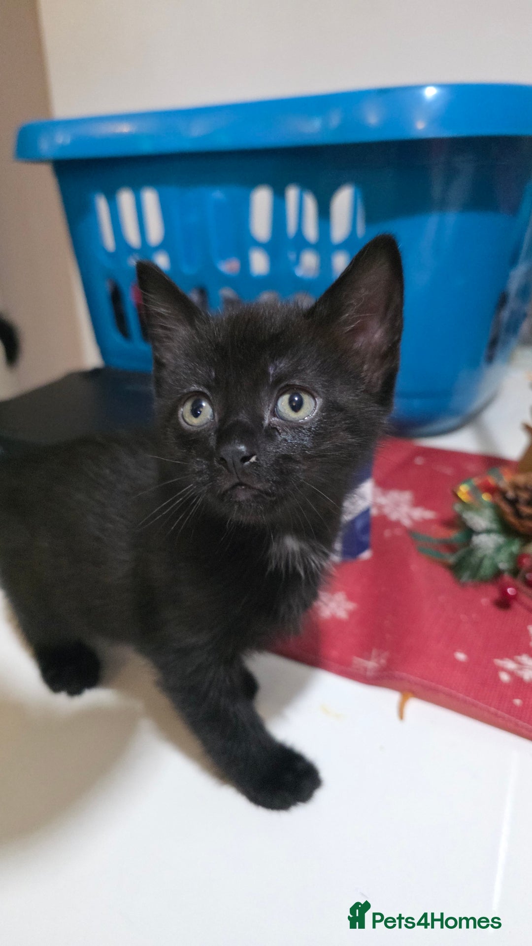 Bombay cats for sale: Black kitten - Advert 4