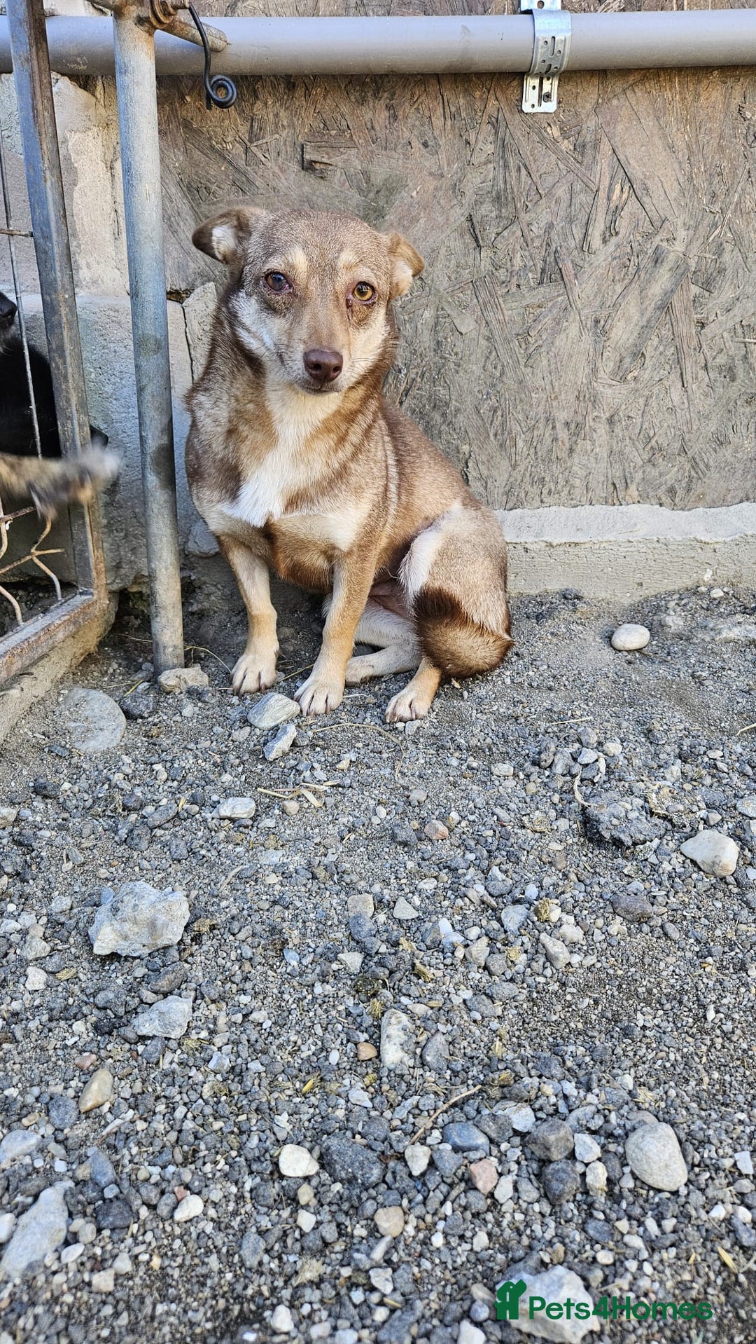Mixed Breed dogs for adoption: FOXY - a Lovely, shy girl, for a very Loving Home - Advert 11