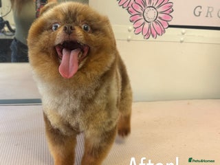 Pomeranian dogs in Guildford - Advert 16