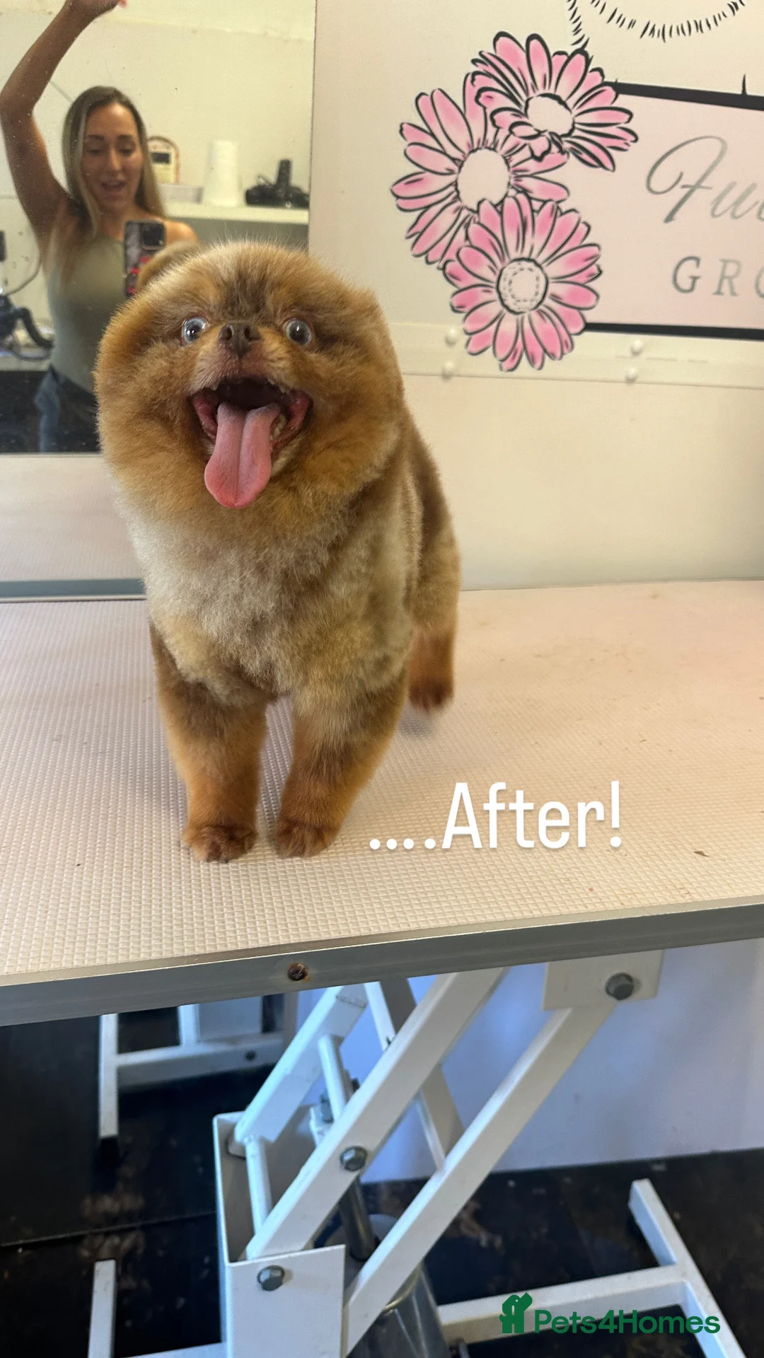 Pomeranian dogs for stud: STUD Chocolate and Tan Merle Blue Eyes Puppy Size in Guildford - Advert 1