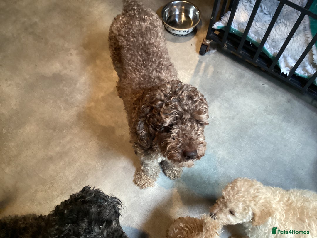 Sproodle dogs for sale: Stunning litter of Sproodle Pups - Image 10