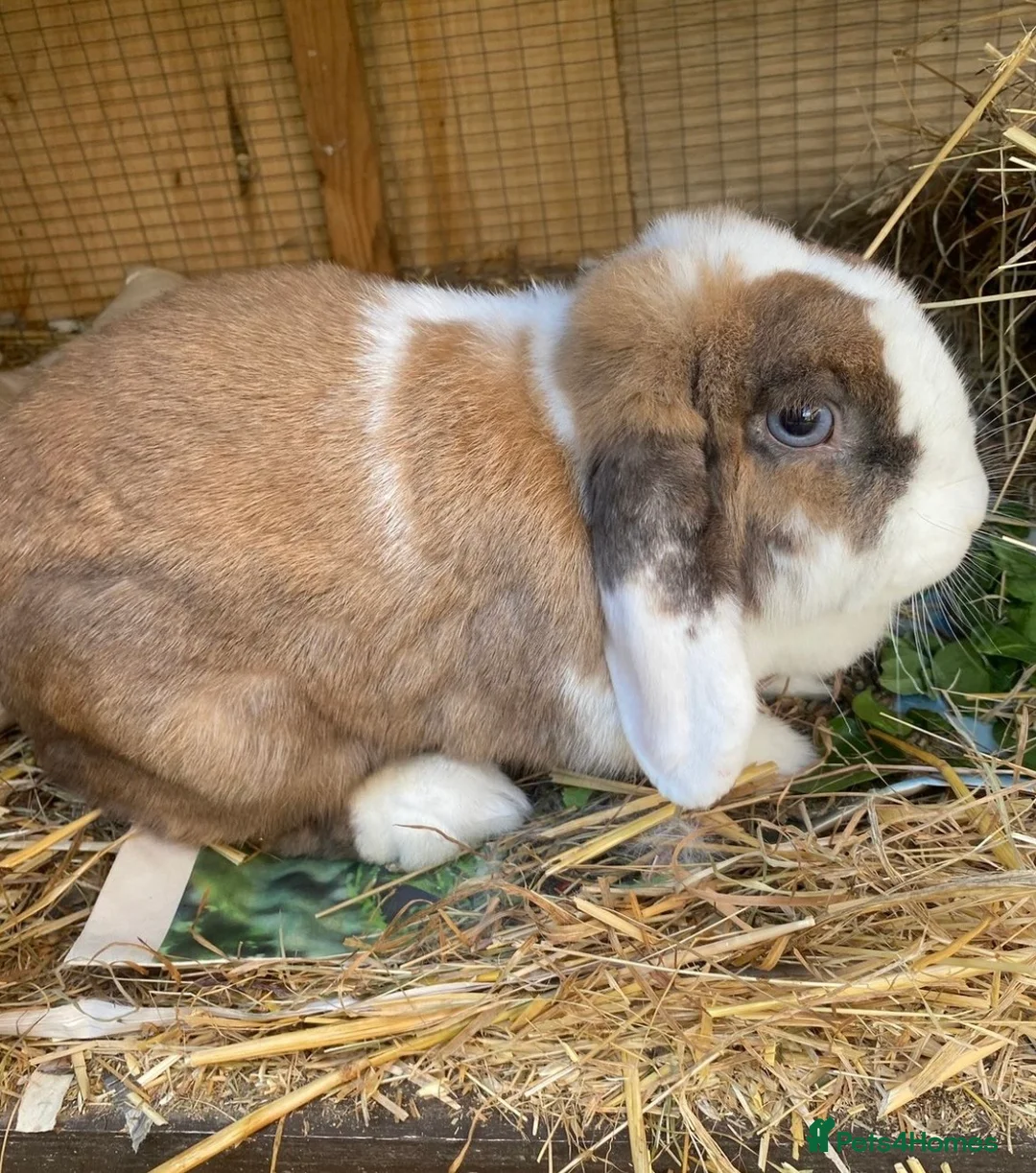 Mini Lop rabbits for sale: Beautiful super friendly tricolour mini lop girl - Advert 1
