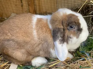 Mini Lop rabbits Beautiful super friendly tricolour mini lop girl - Advert 13