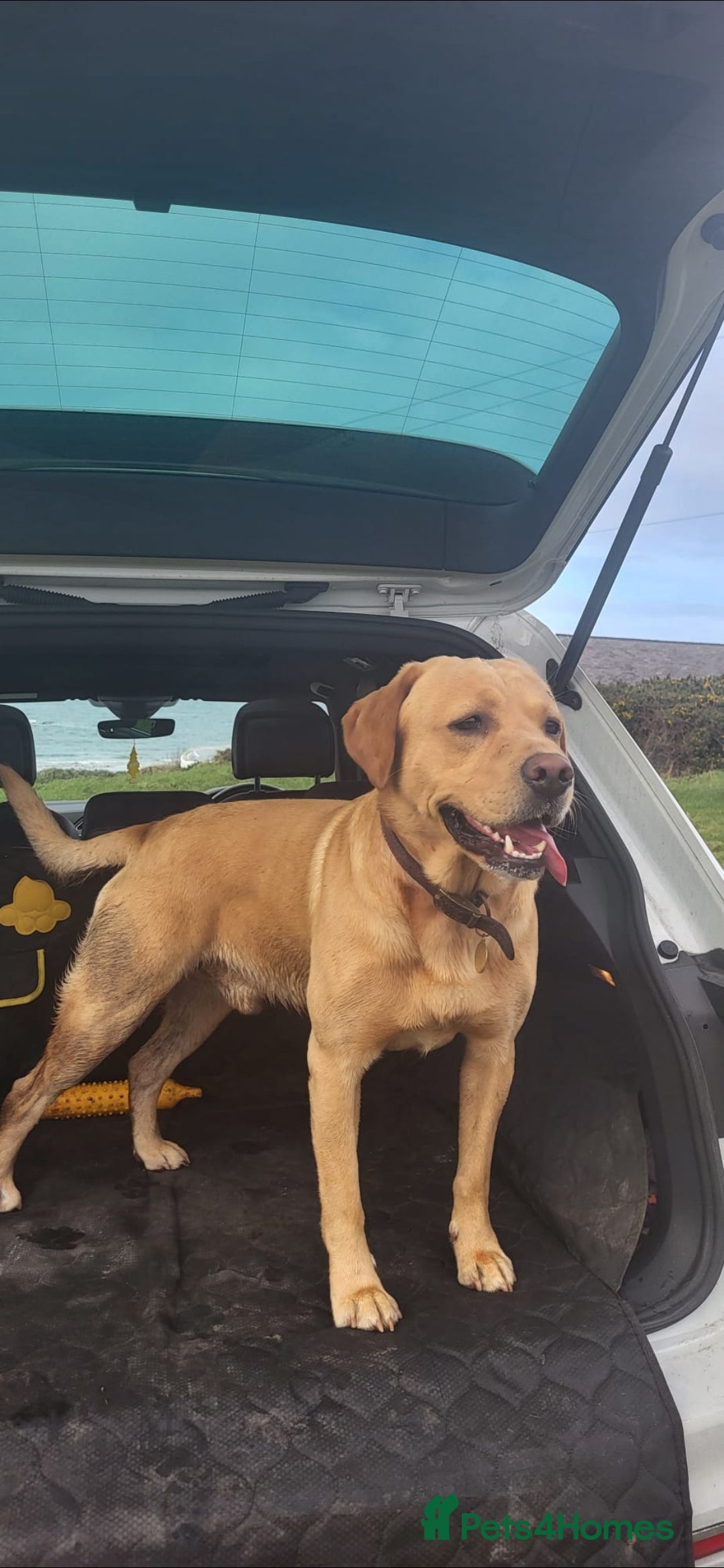 Labrador Retriever dogs for stud: **Handsome Labrador for Stud** - Image 2