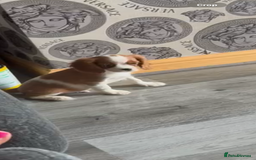 Cavalier King Charles Spaniel dogs for sale: Kennel club reg dna cavalier pups fully vaccine  - Image 2