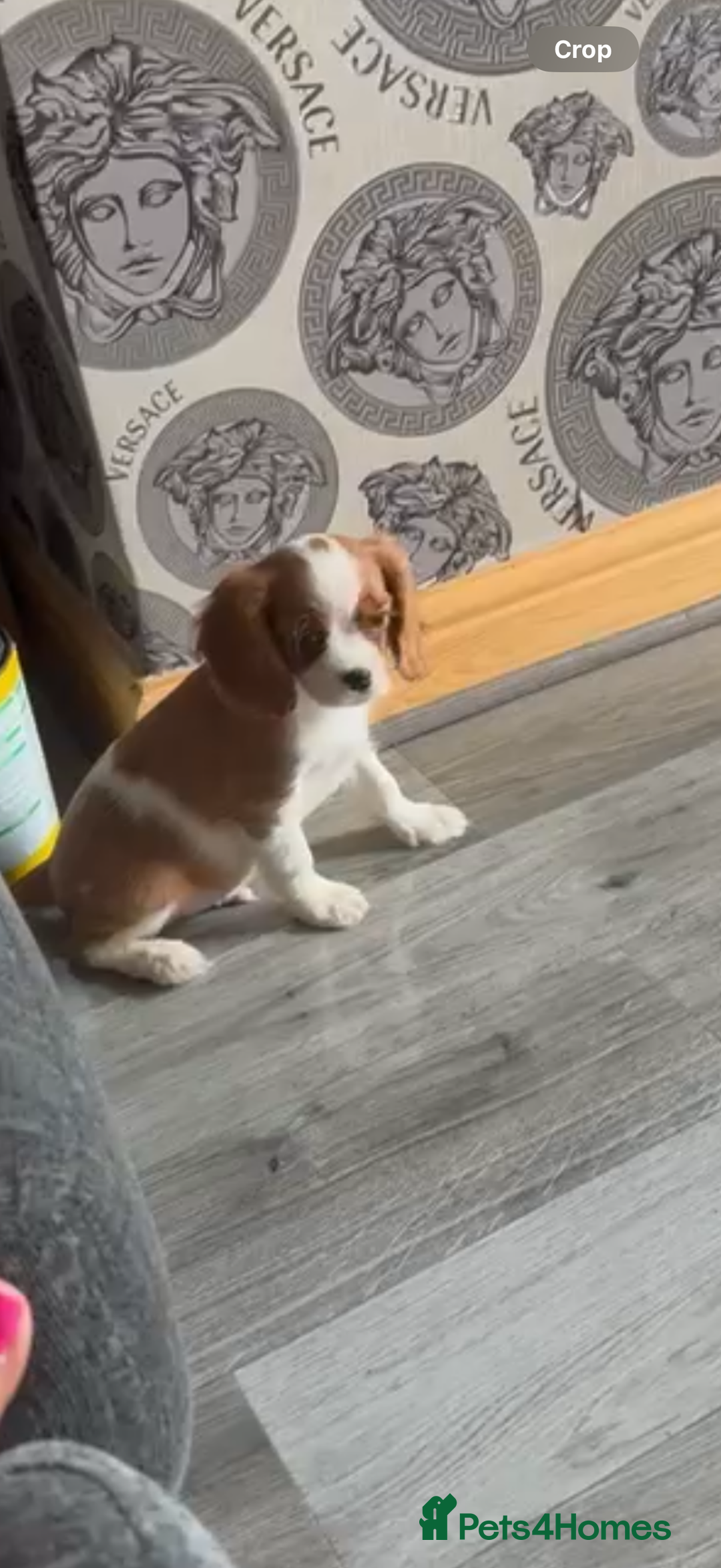 Cavalier King Charles Spaniel dogs for sale: Kennel club reg dna cavalier pups fully vaccine  - Image 2