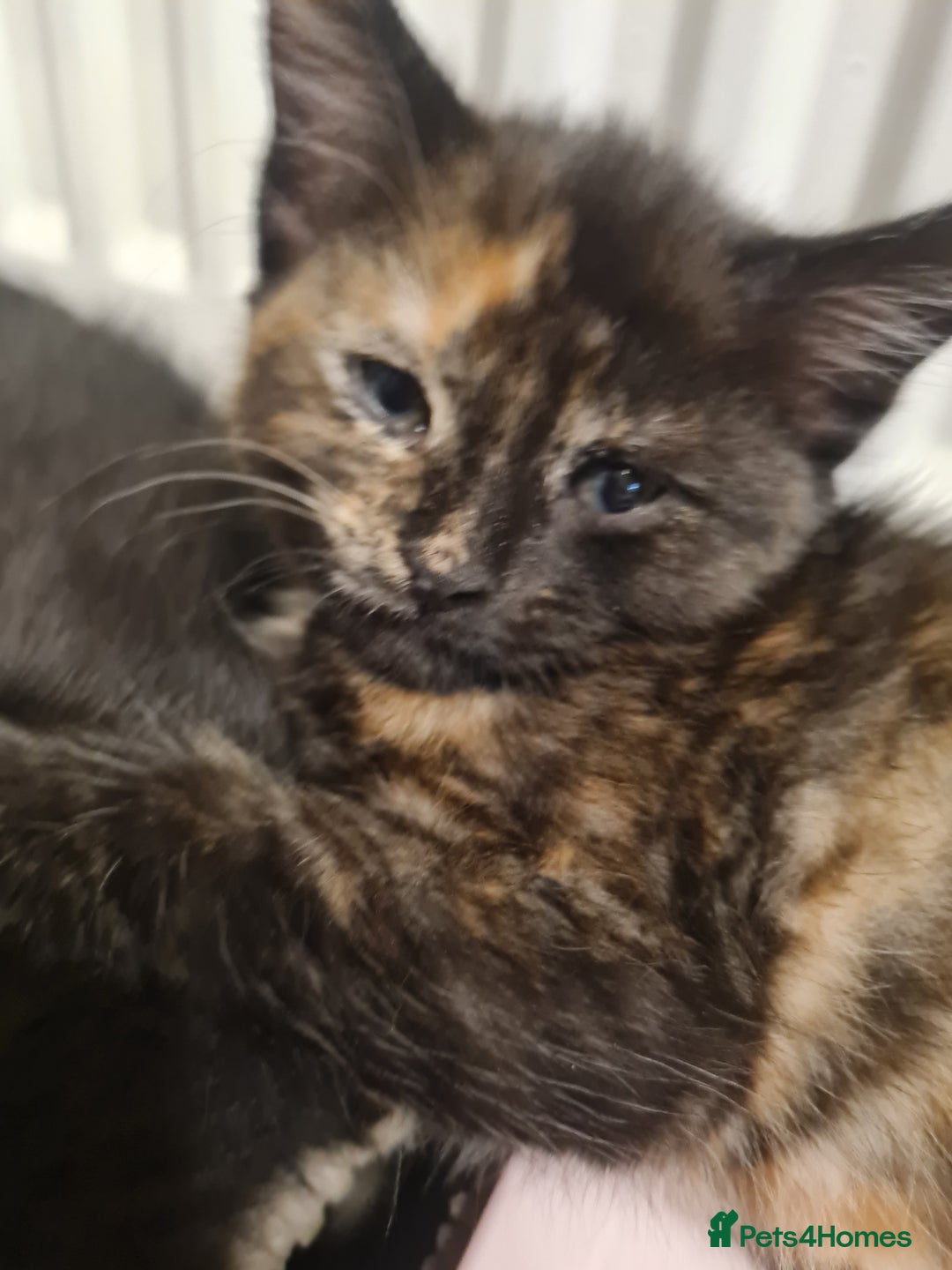 Mixed Breed cats for sale: Turkish angora x Main coon kittens ready now - Advert 10