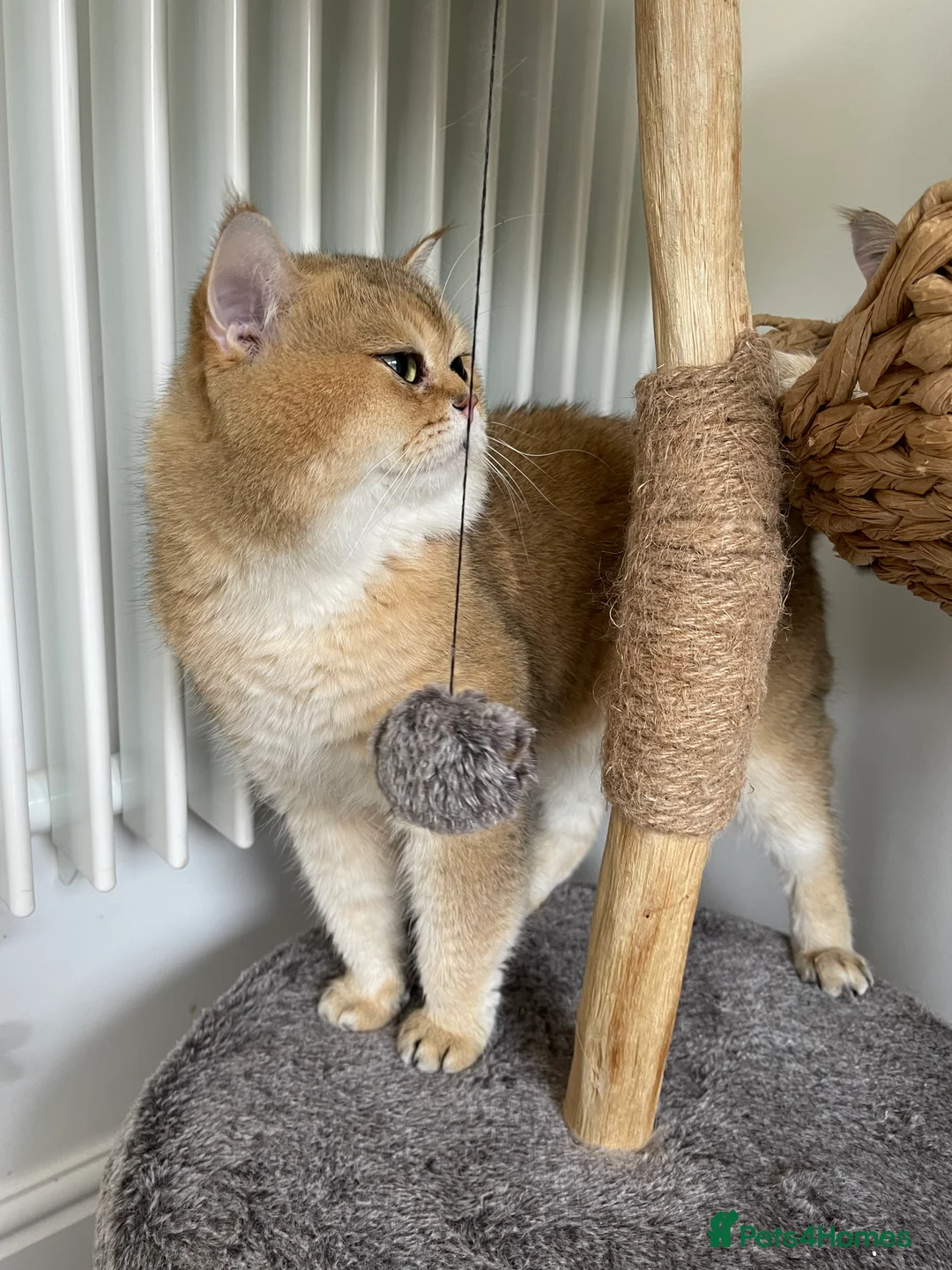 Scottish Fold cats for stud: NY11 GOLDEN CHINCHILLA SCOTTISH FOLD MALE FOR STUD - Advert 7