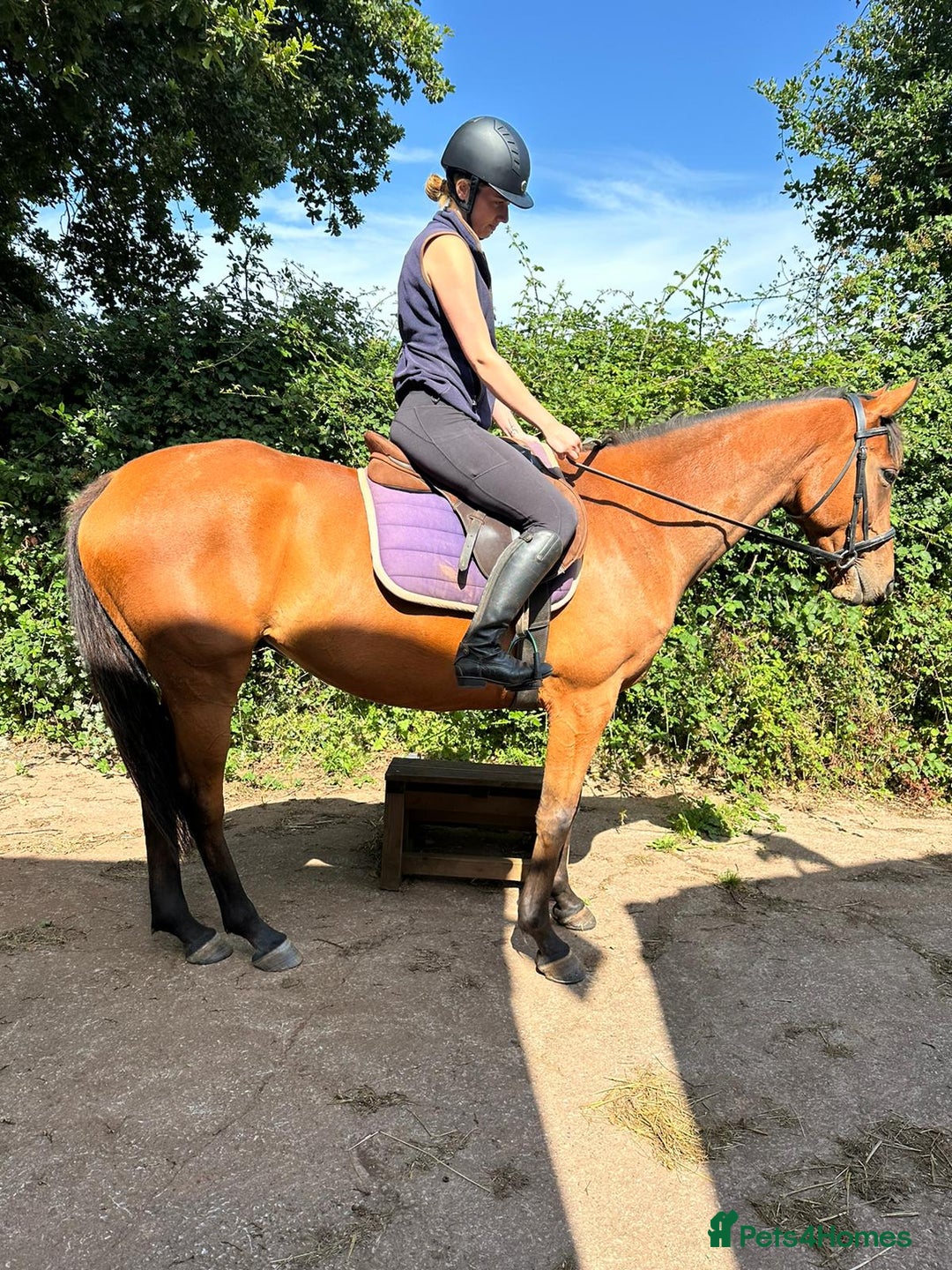 English Thoroughbred horses for sale: Project - Image 2