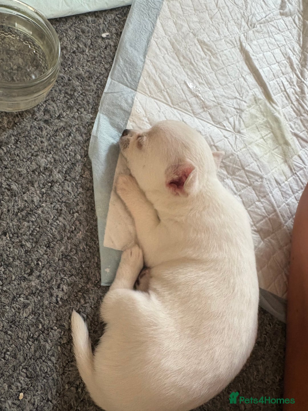 Chihuahua dogs for sale: Chihuahua pup - Image 2