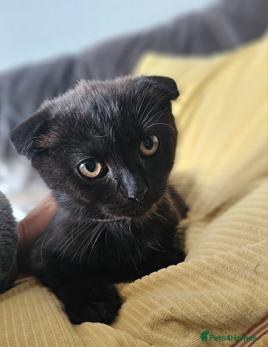 Mixed Breed cats for sale: Scottish Fold Kittens!Rare 🍫chocolate colour🐱 - Image 38