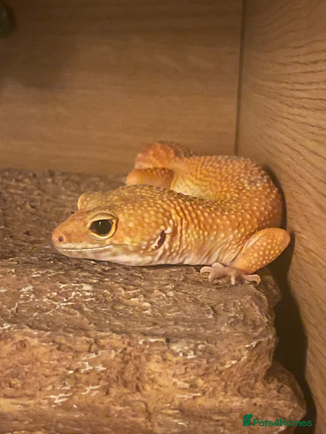 Leopard Gecko reptiles for sale: Leopard Gecko + Full 3ft Vivarium Setup - Advert 2