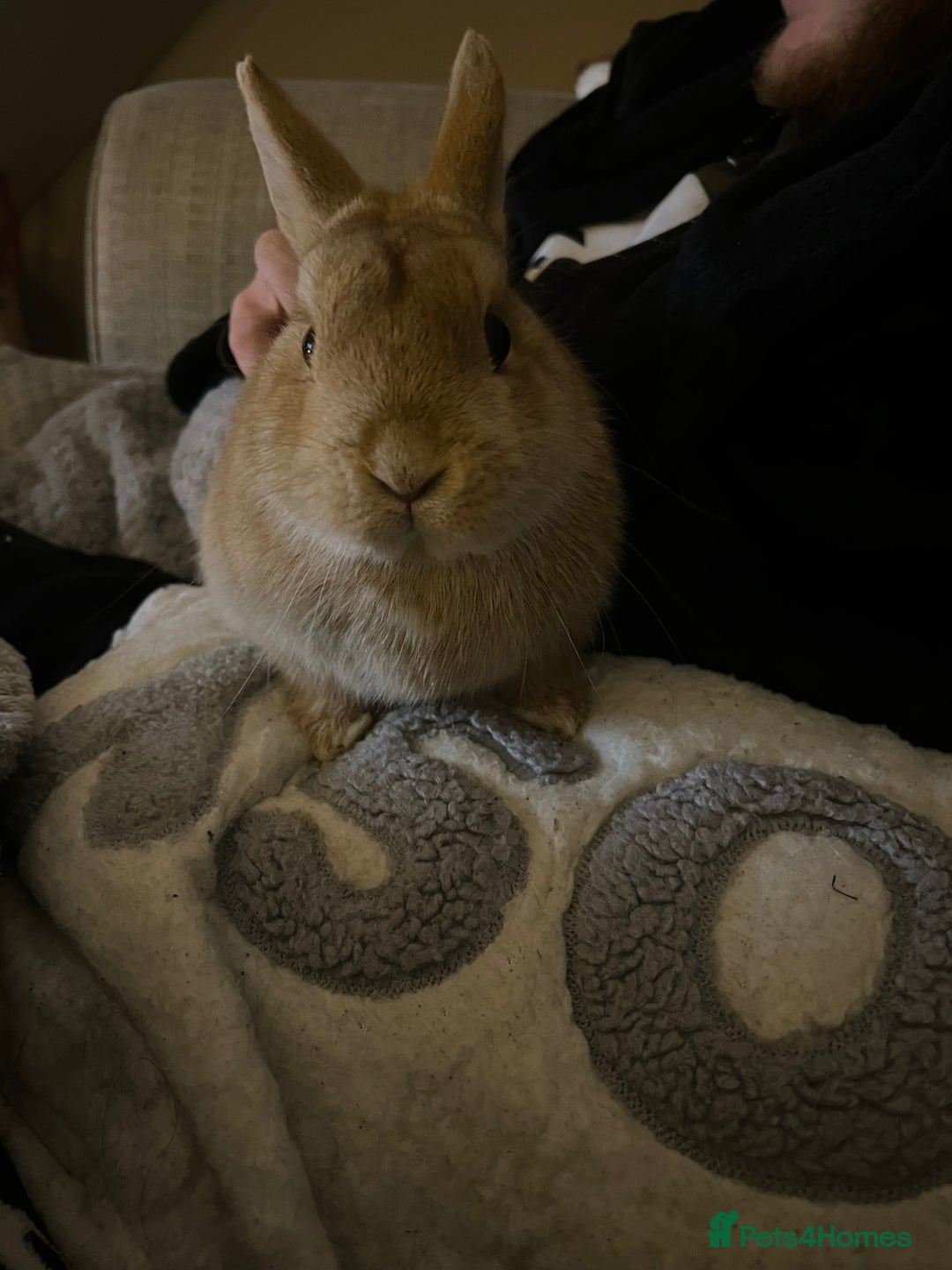 Netherland Dwarf rabbits for sale: Golden Netherland Dwarf - Image 7