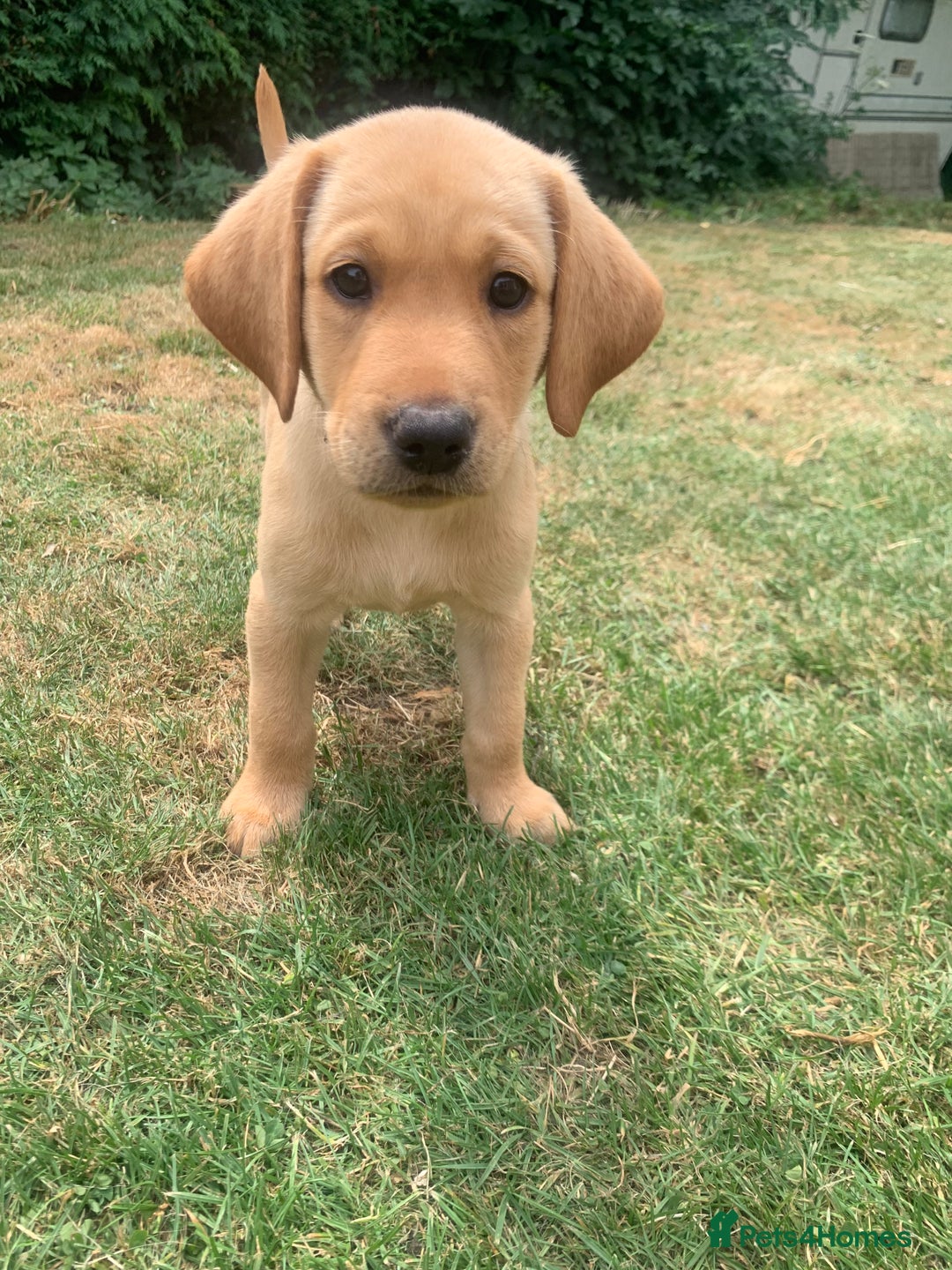 Labrador Retriever dogs for sale: KC Labrador puppies Ready now 🐾Fully vaccinated  in Skegness - Image 5