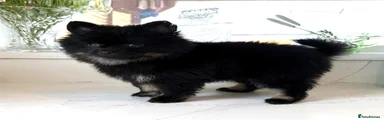 Pomeranian 3