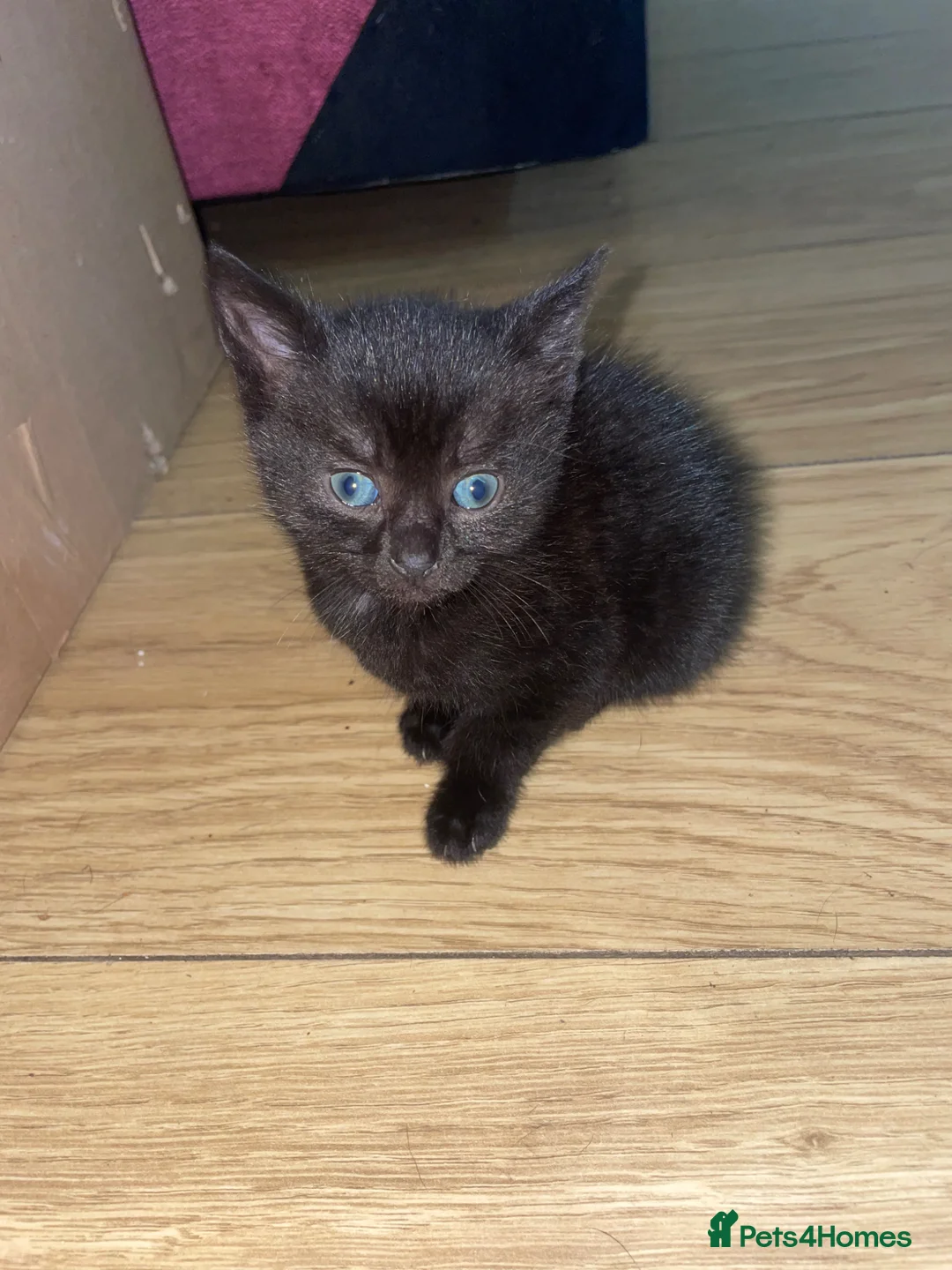 Mixed Breed cats for sale: black kitten ready to leave today  - Advert 1