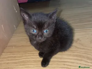Mixed Breed cats black kitten ready to leave today - Advert 1
