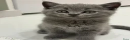 British Shorthair cats for sale: British shorthair  - Advert 5