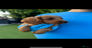 Cockapoo dogs - Advert 12