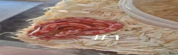 Corn Snake reptiles for sale: Juvenile Corn Snakes - Advert 1