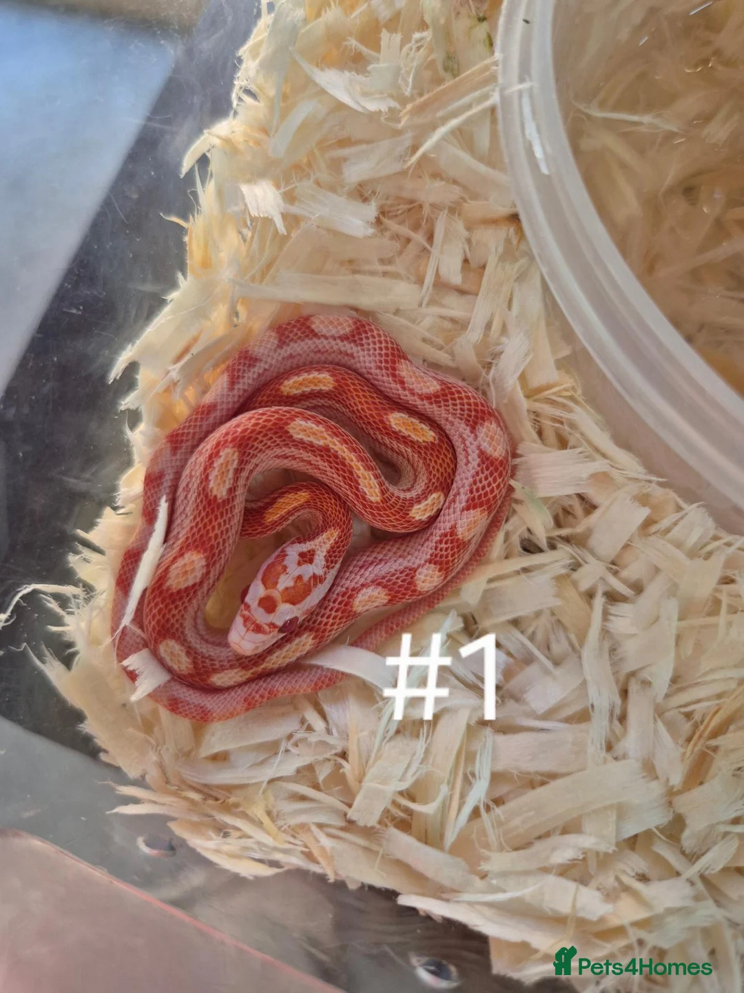 Corn Snake reptiles for sale: Juvenile Corn Snakes - Advert 1