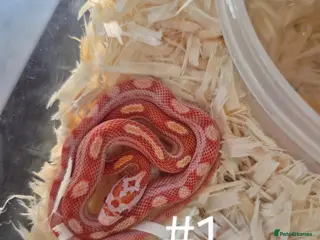 Corn Snake reptiles Juvenile Corn Snakes - Advert 1