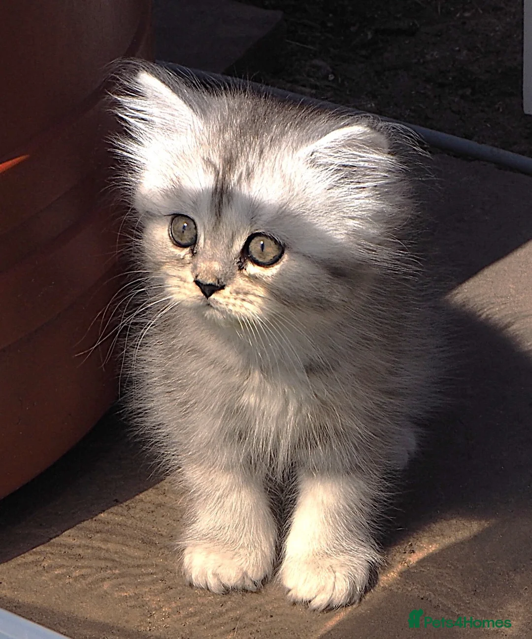 Persian cats for sale: 💕Simply Stunning PKD neg Persian kittens💕 - Advert 18