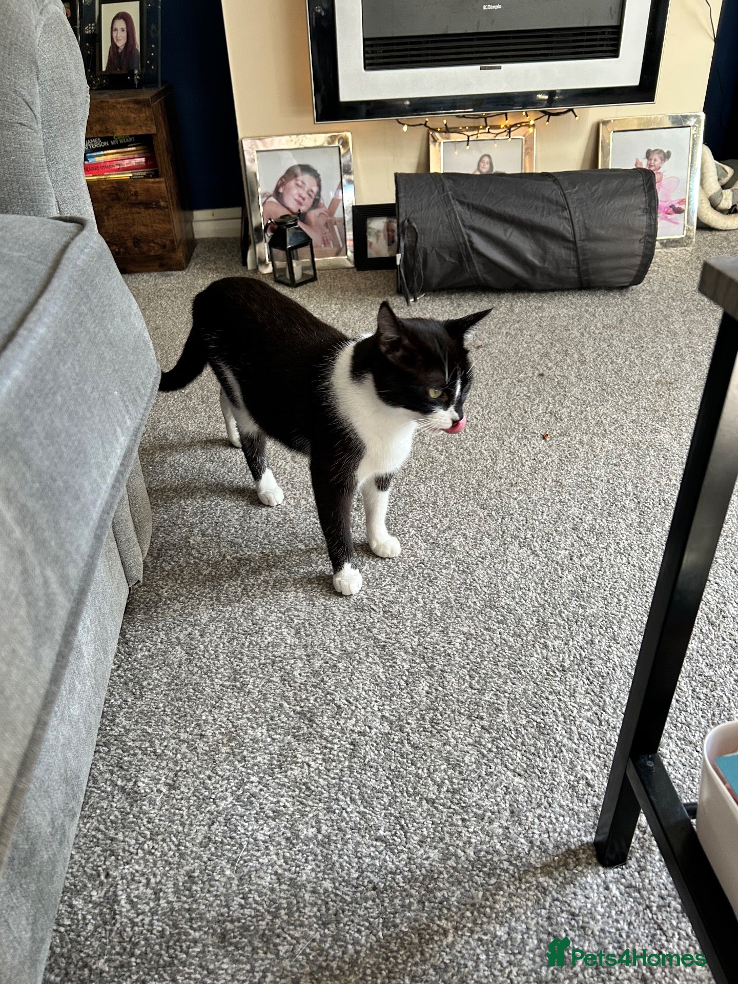 Mixed Breed cats Lovely lucky needs her forever home - Advert 2