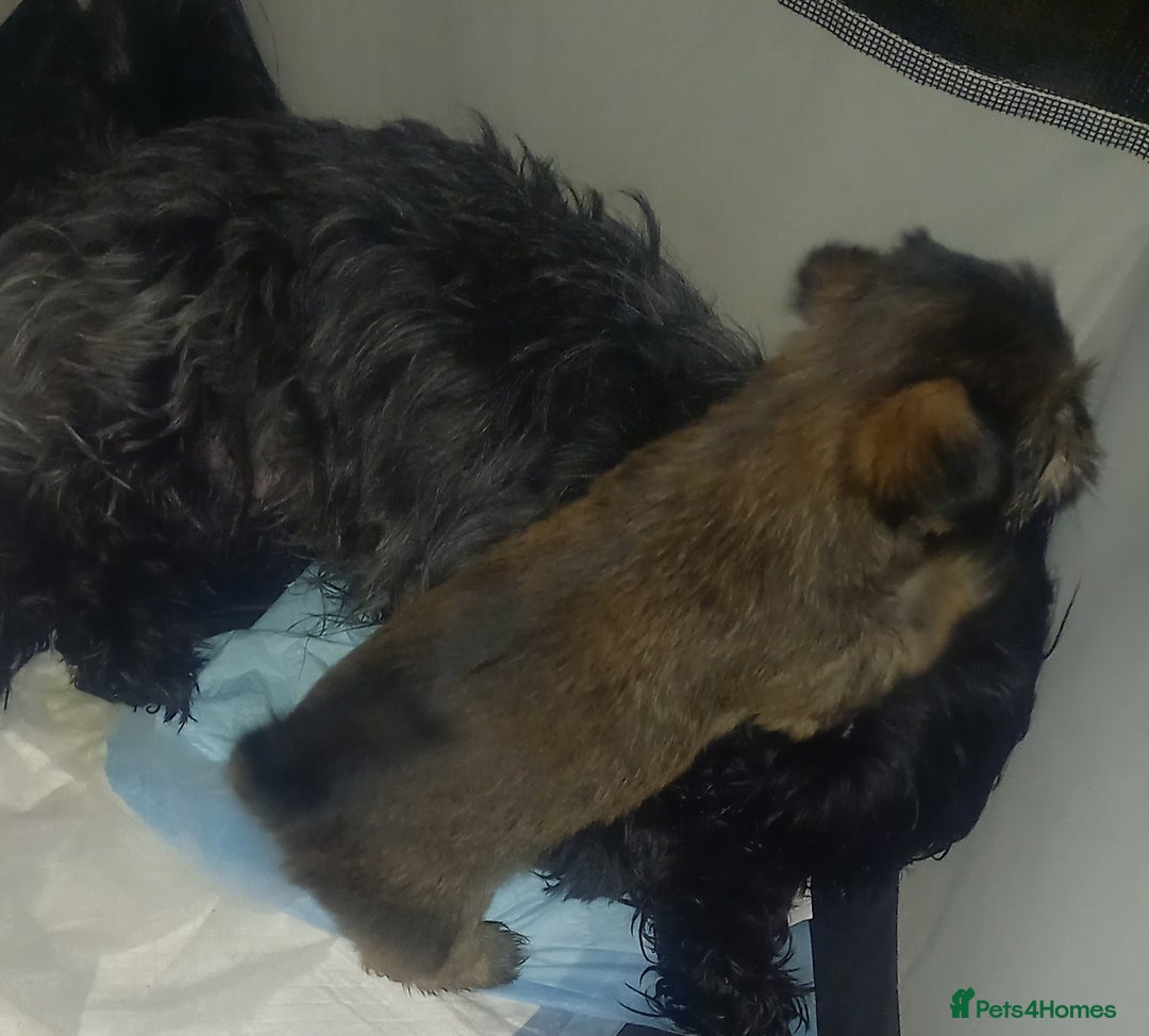 Shorkie dogs for sale: Beautiful shorkie babies  - Advert 7