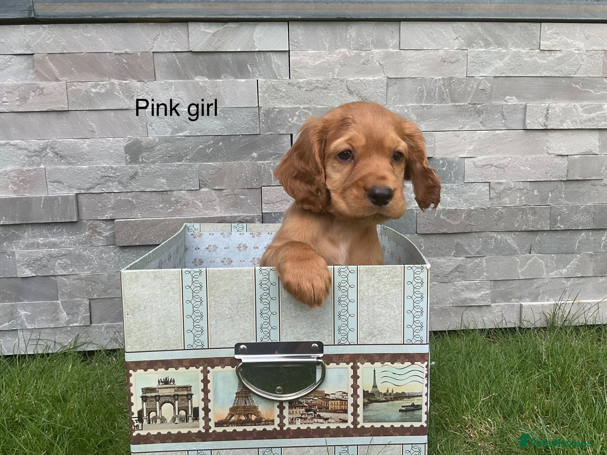 Cocker Spaniel dogs Hereditary clear working cocker spaniels - Advert 1