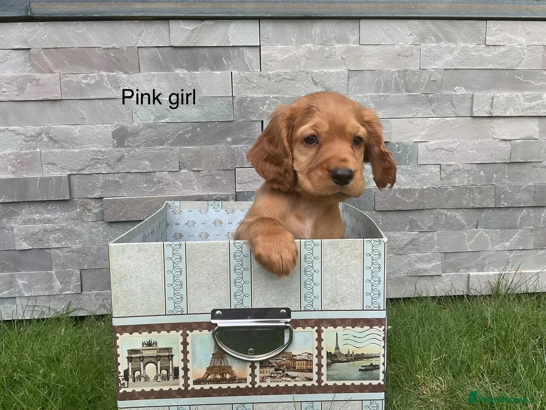 Cocker Spaniel dogs for sale: Hereditary clear working cocker spaniels - Advert 1