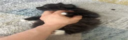 Mixed Breed cats for sale: Adorable Mixed Breed Kittens Ready For New Homes - Advert 9