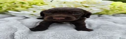 Cocker Spaniel dogs for sale: Farm raised working cocker spaniel puppies  - Advert 3
