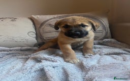 Mixed Breed dogs for sale: Cane corso X Alaskan malamute surprise litter  - Image 25
