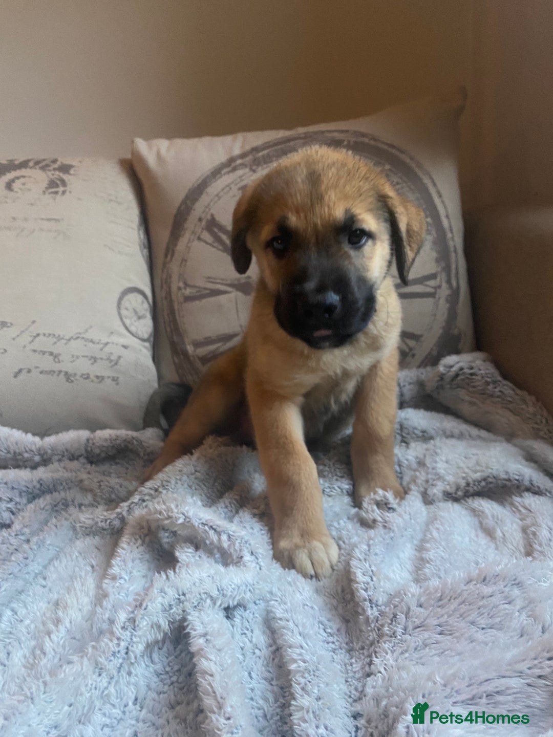 Mixed Breed dogs for sale: Cane corso X Alaskan malamute surprise litter  - Image 25