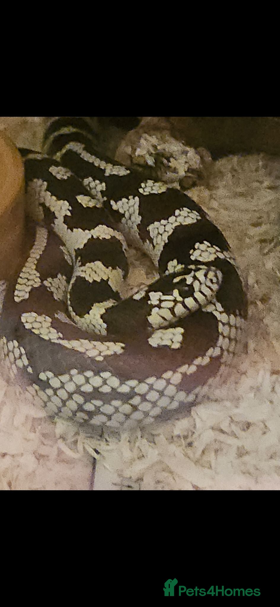 King Snake reptiles California King Snake + Enclosure set up - Advert 2