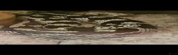 King Snake reptiles for sale: California King Snake + Enclosure set up in Northallerton - Advert 1