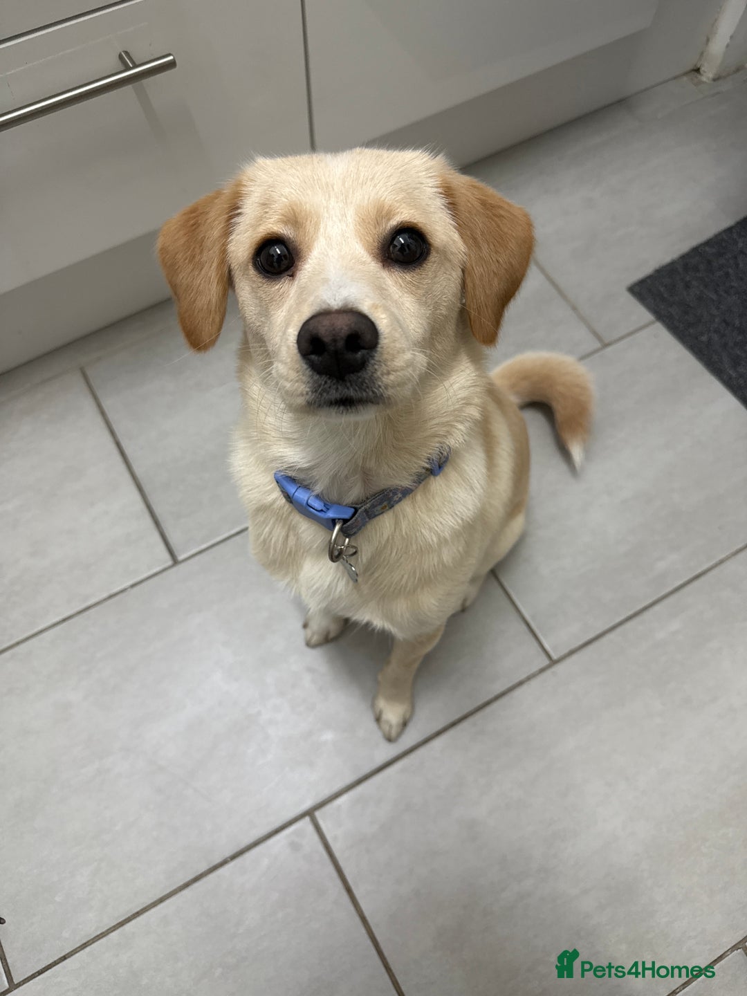 Mixed Breed dogs for sale: Belle the beagle  - Advert 2