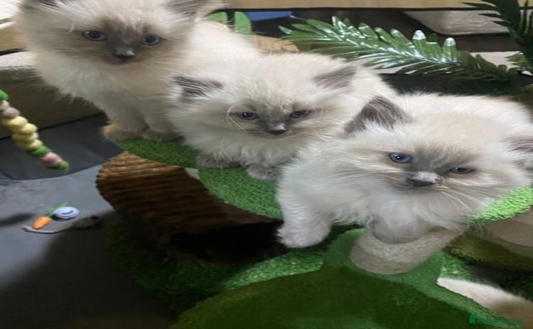 Ragdoll cats - Advert 2