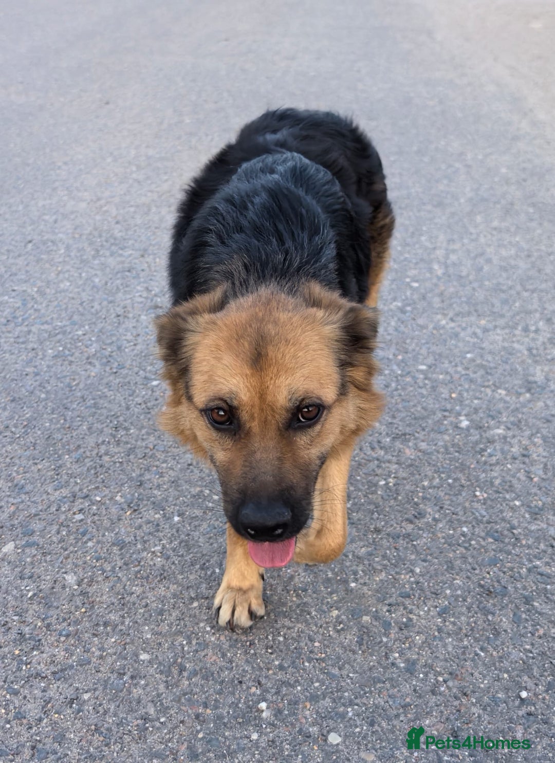 Mixed Breed dogs for adoption: 💖🐶 CHIKA 🐶💖 - Image 15