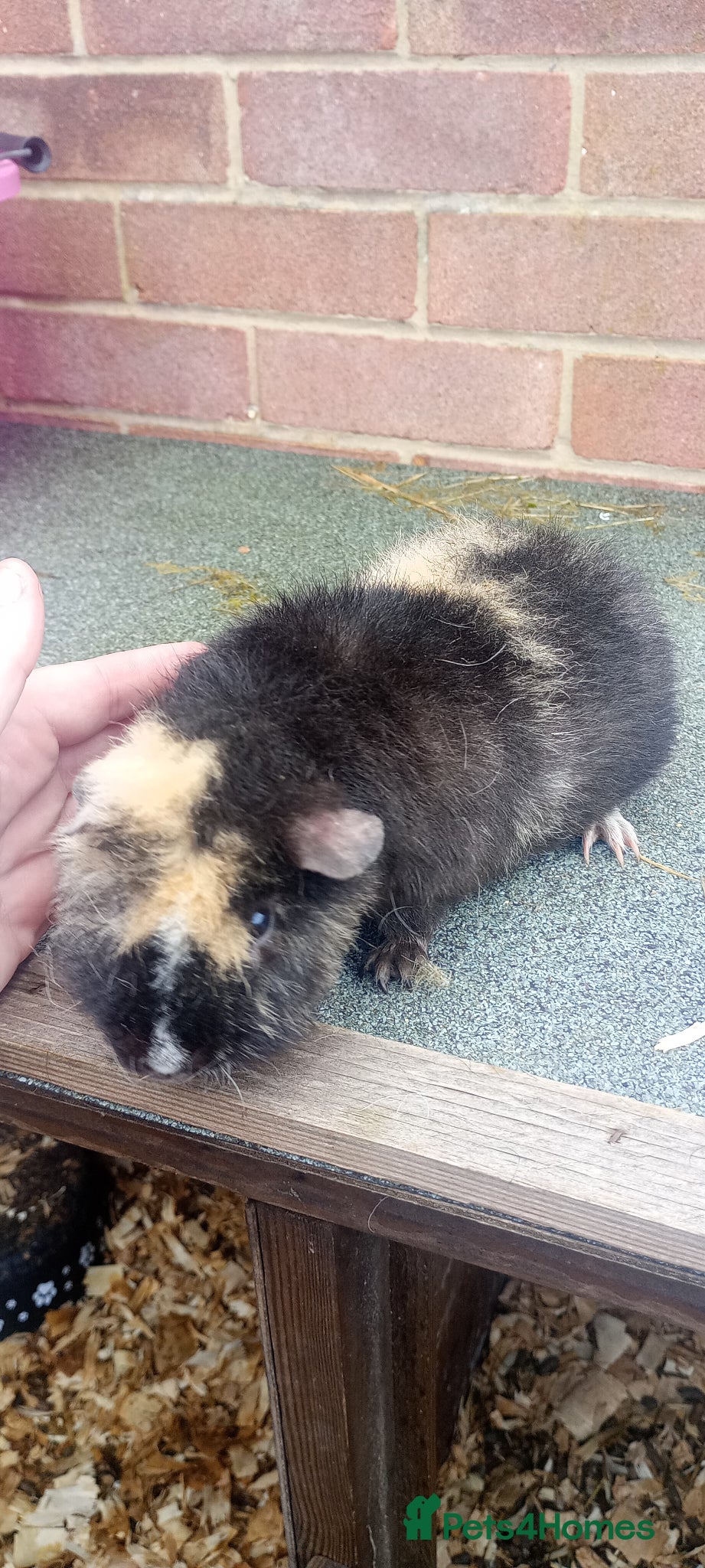 Rex rabbits 2 beautiful rex and bonded piggies  - Advert 8