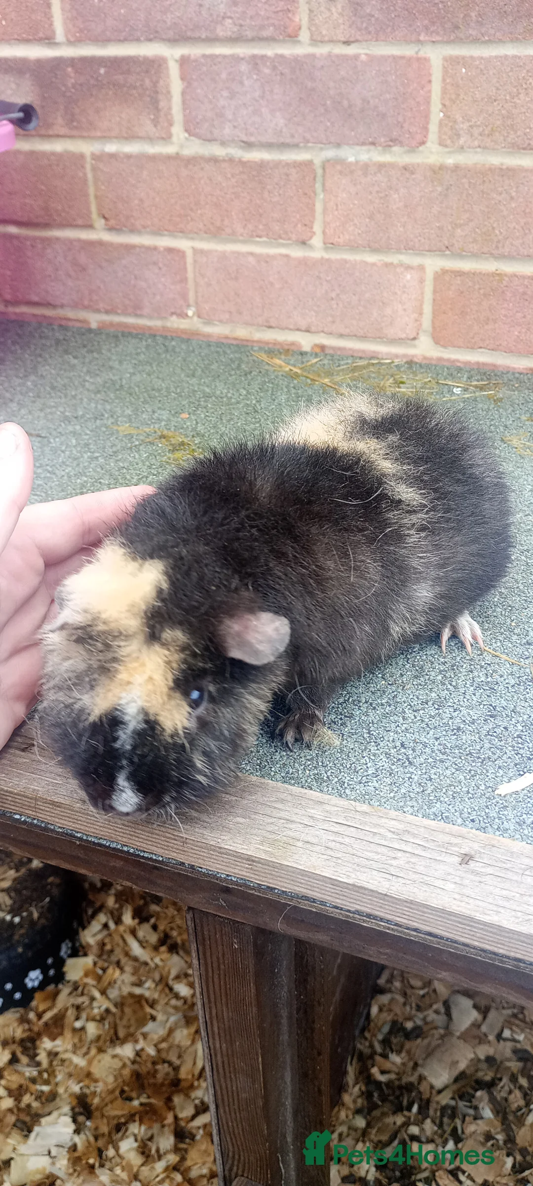 Rex rabbits for sale: 2 beautiful rex and bonded piggies  - Advert 2