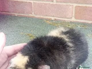 Rex rabbits 2 beautiful rex and bonded piggies - Advert 8