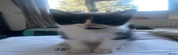 Mixed Breed cats for sale: black and white kittens  - Advert 4