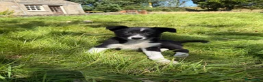 Border Collie 3
