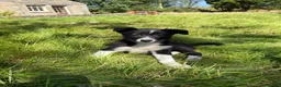 Border Collie dogs for sale: 4 Beautiful Border Collie Pups  in Lancaster - Advert 3