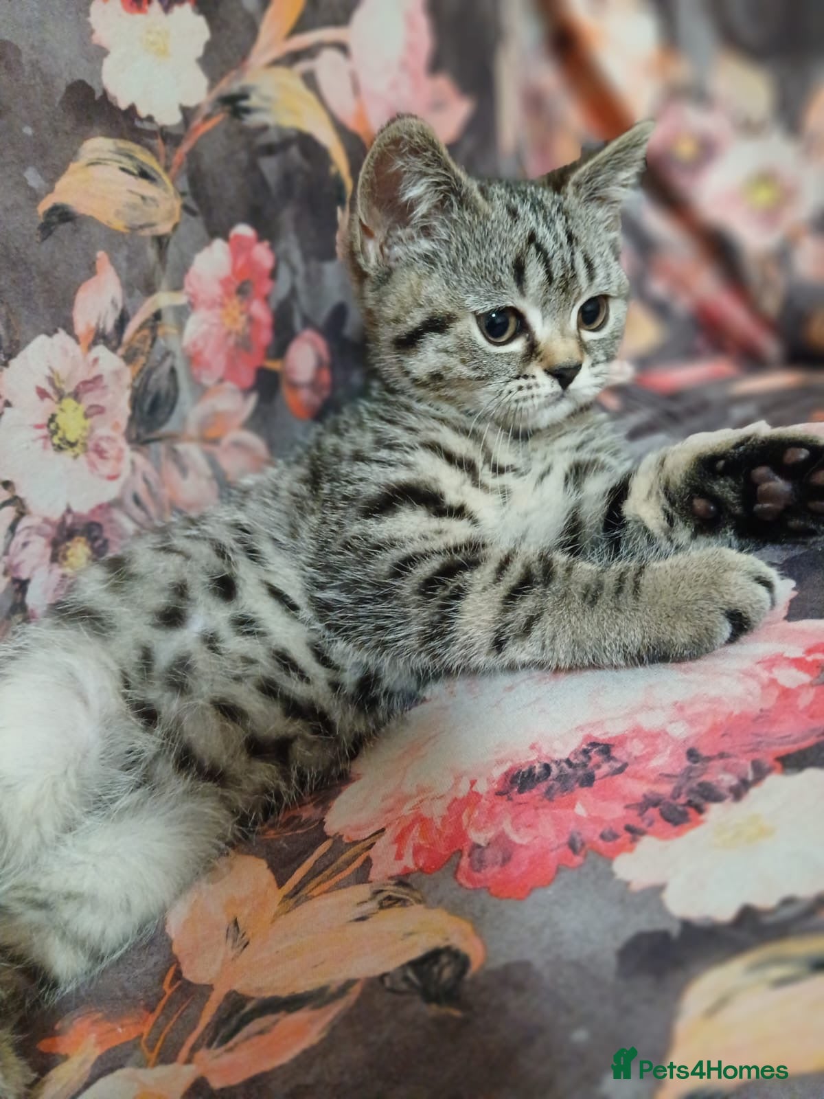 British Shorthair cats Stunning BSH - Advert 1