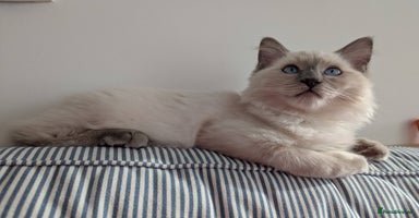 Ragdoll cats - Advert 12