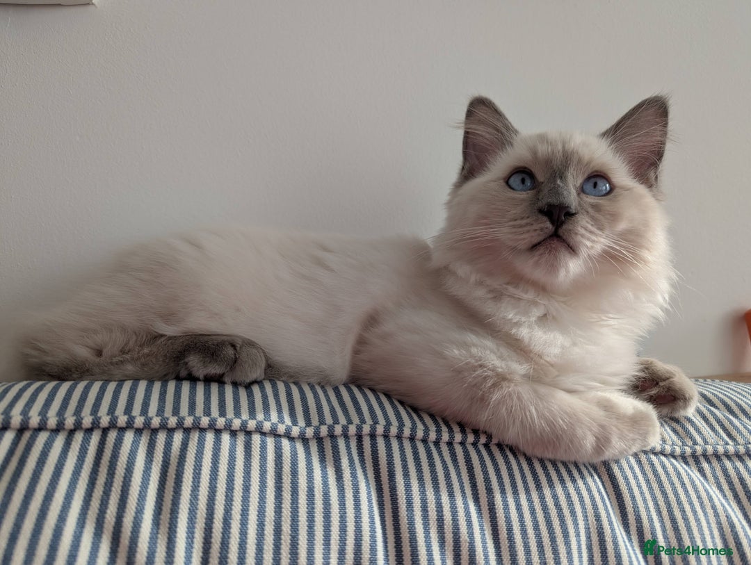 Ragdoll cats for sale: Male Ragdoll Seeks Loving Home💙 - Image 6