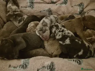 Olde English Bulldogge dogs Olde English Bulldogge puppys❤️ - Advert 4